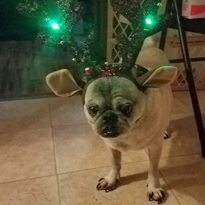 Meet your Posher, Veronica